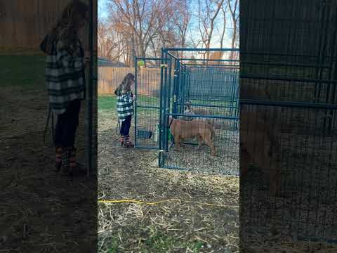 YARD TIME FOR XXL AMERICAN BULLY BUSTER 🦁 #americanbully  #xxl #shorts