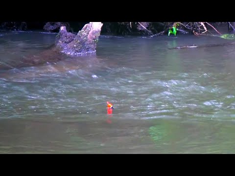 Summer Steelhead in Tiny Creek - Epic Bobber Down Footage