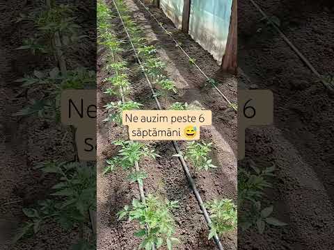 Primele roșii 🇷🇴👀