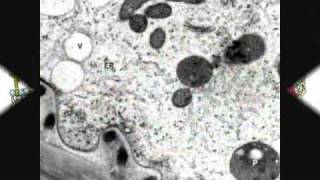 Rosetta Stone of Bacteria