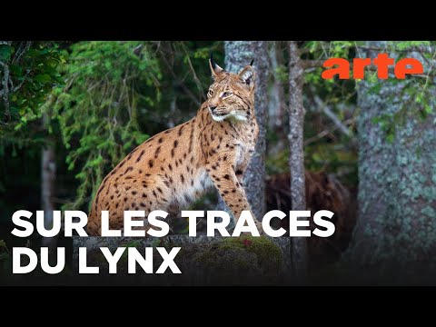 Lynx | ARTE Évasion
