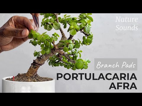 Pruning For Branch Pad and Ramification, Slated Style Portulacaria Afra, Aug2023