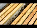 Techniques For Getting Foundations Drawn And MORE Honey In Your Supers Frame Spacing Discussion
