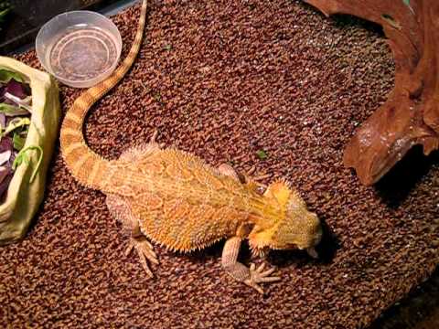 YouTube Video BObcaZasCL8