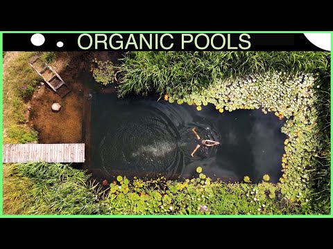 Organic Pools grow Even More Stunning - DIY Natural Pool 12 years on