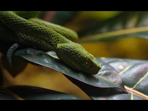 Agente de seguridad sufre mordedura de serpiente venenosa