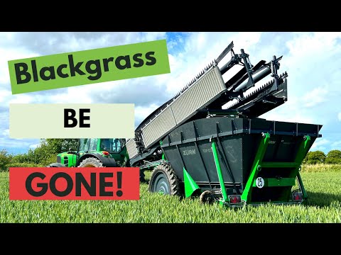 blackgrass control in wheat - controlling blackgrass in wheat in the UK