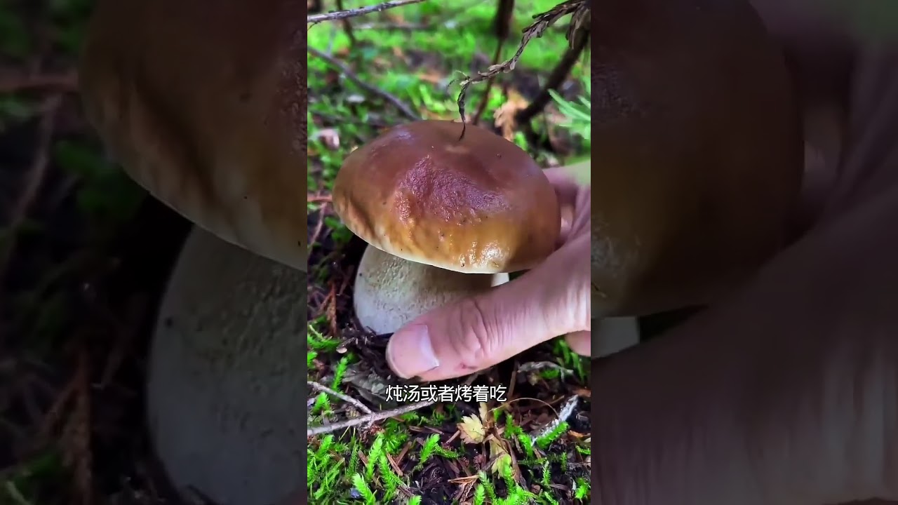 #新鲜采摘 #mushroom #牛肝菌 #きのこ