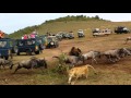 Wildebeest crossing Lion Ambush