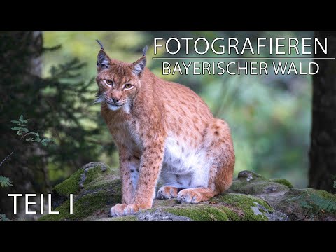 Fotografieren im Nationalpark Bayerischer Wald / Teil I