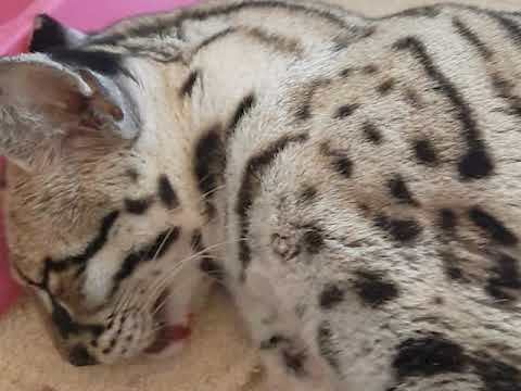 A Margay is Knocked Down and Injured!