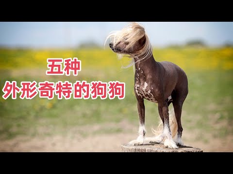 狗的外形