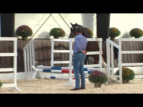 29. Mecklenburger Körtage - Kat.Nr. 86 Hengst v. Vagabond de la Pomme   Caspar