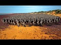 Australia Sent Million Of Wild Donkeys To The Desert And After 10 Years Result Was Unbelievable