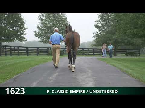 Hip 1623 Undeterred / Classic Empire