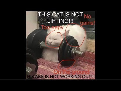 THIS CAT IS NOT LIFTING!!!