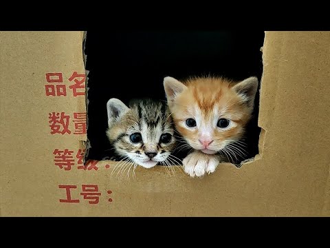 家貓生小貓
