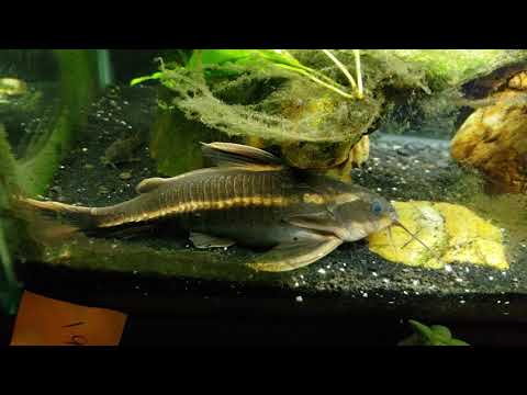 Striped Raphael Catfish