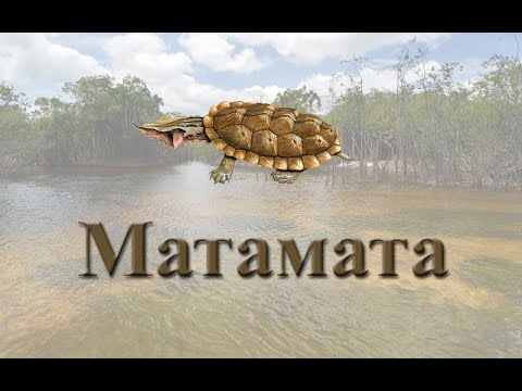 Русская Рыбалка 3.99 Матамата