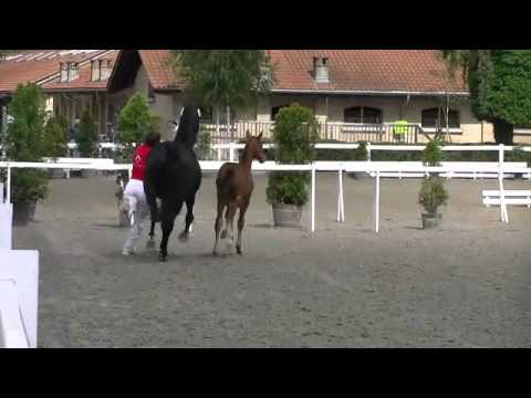 Bacio RR - Hengstfohlen v. Belissimo M / De Niro