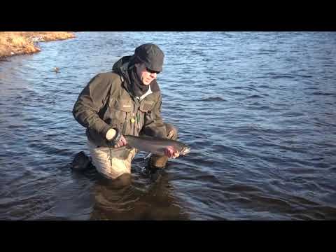 winter steelhead spey