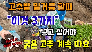 고추밭 밑거름할때 이거 꼭 뿌려주고 심어야 병해충 없이 굵고큰고추 수확합니다 주의사항 #고추밑거름 #고추농사…