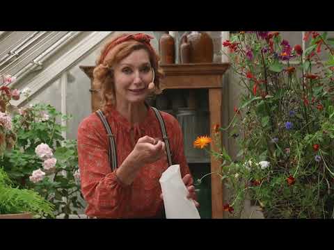 Ta fröer på hösten