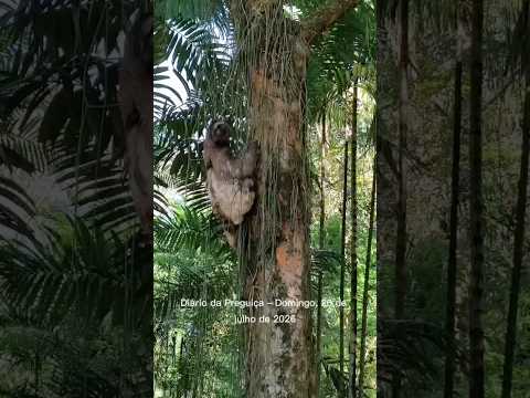 My friend, nesse domingo estamos na expectativa de como vai ficar o Monumento da Preguiça