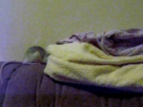 Pipkin Stealing SweetsVid