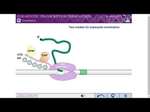 Eukaryotic Transcription Termination