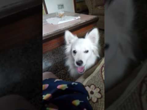 My cute little pet .