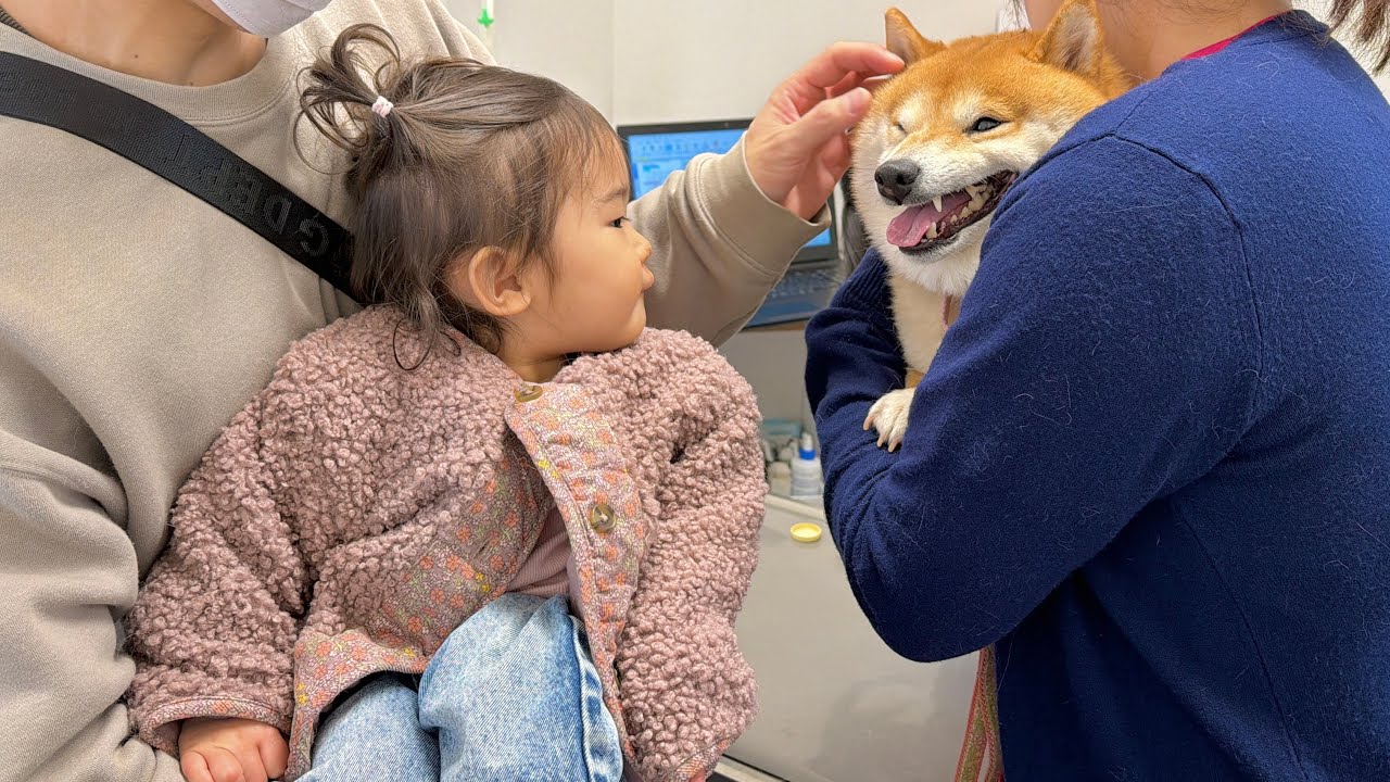 年に一回の恐怖の時間も大好きな1歳児に見守られて乗り切る豆柴