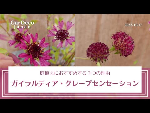 園芸 一年生のガイラルディア、ペイントされたガイラルディア