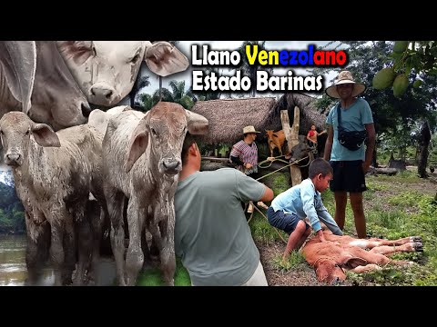 LLANO VENEZOLANO - Faenas de llano en el Estado Barinas   [PRIMERA PARTE]