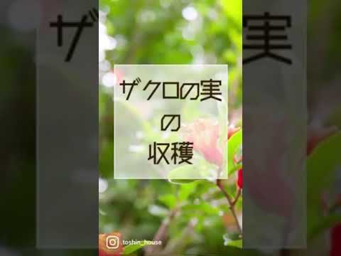  Santolina chamaecyparissus または Santolina 小さなヒノキ - 植栽、手入れ、特性  庭園