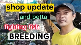 betta fighting fish breeding and shop update