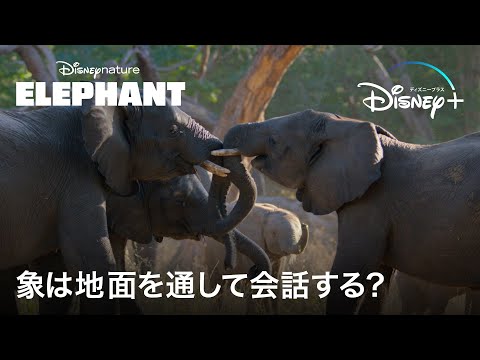 地面を通して会話できるゾウ