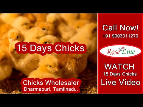 30 multicolor guinea fowl chicks
