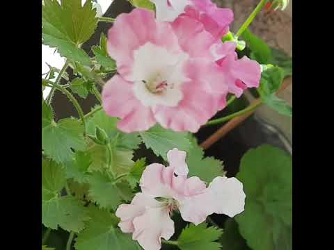 Sardunya #shorts #flowers #sardunya