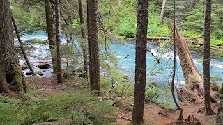 Black Bear Swims Across the Cheakamus River