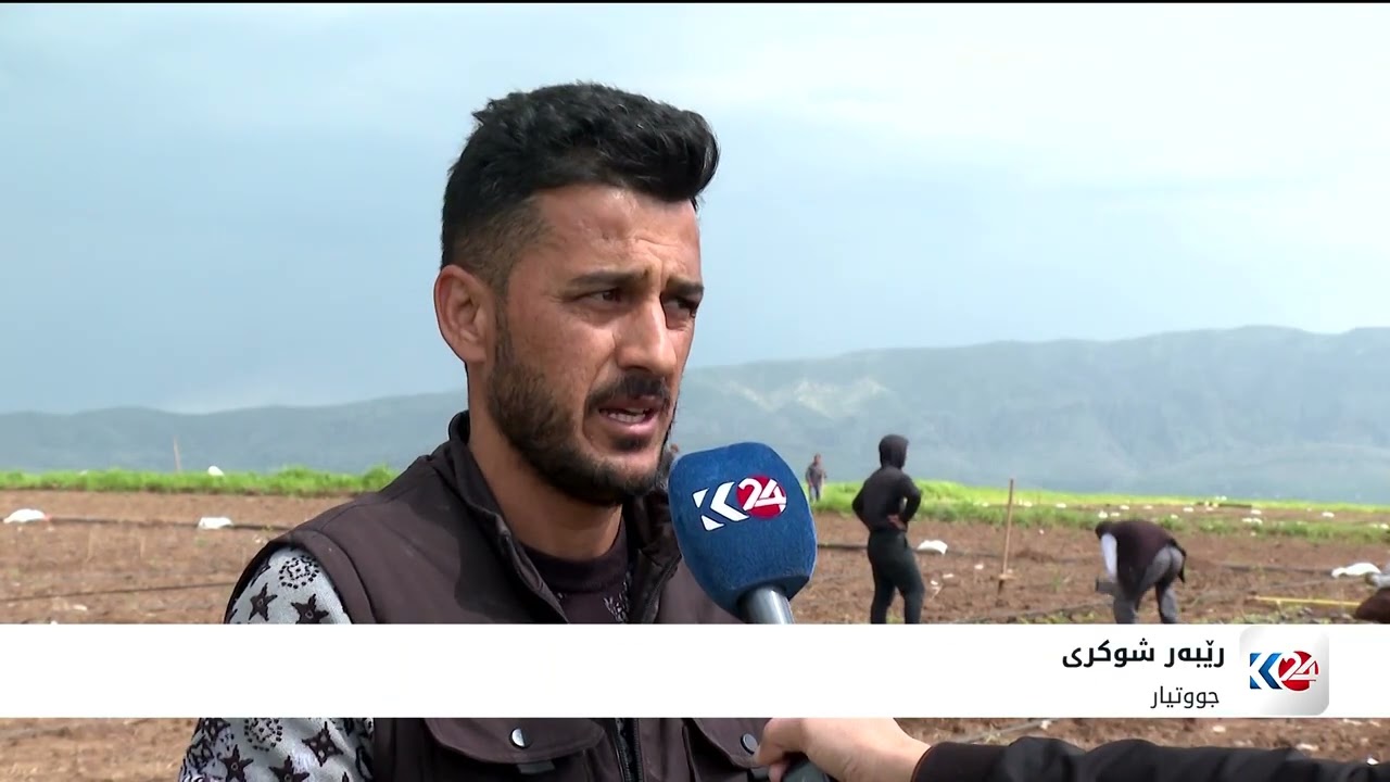 ڤیدیۆ | ئەمساڵ جووتیارانی ئاکرێ بەراورد بە ساڵانی رابردوو زیاتر تەماتە دەچێنن