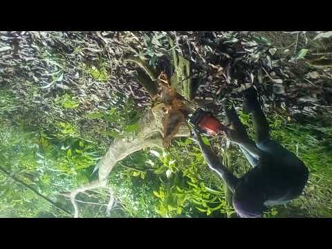 Gershon Landscaping Services (1)