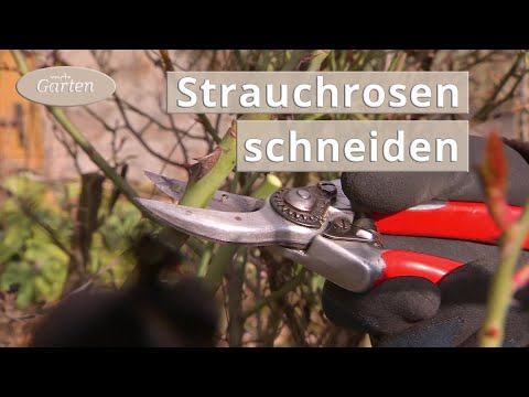 Öfterblühende Strauchrosen richtig schneiden | MDR