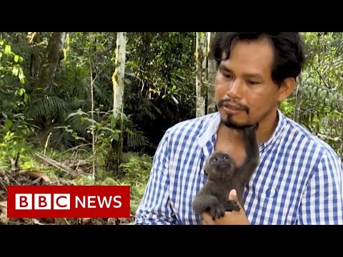 在哥倫比亞亞馬遜地區拯救猴子的人 - BBC新聞網 (The man saving monkeys in the Colombian Amazon - BBC News)