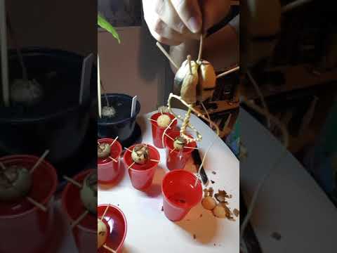 How to start an Avocado Bonsai from seed (the fastest method)