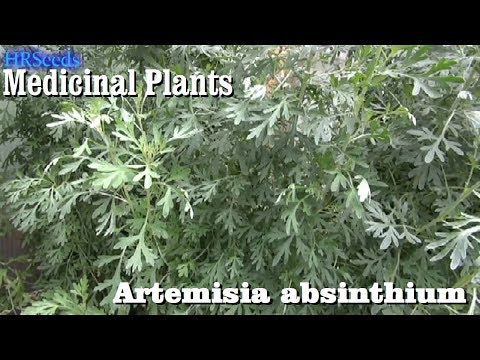 ⟹ WORMWOOD, Artemisia absinthium 🌿 BE CAREFUL!