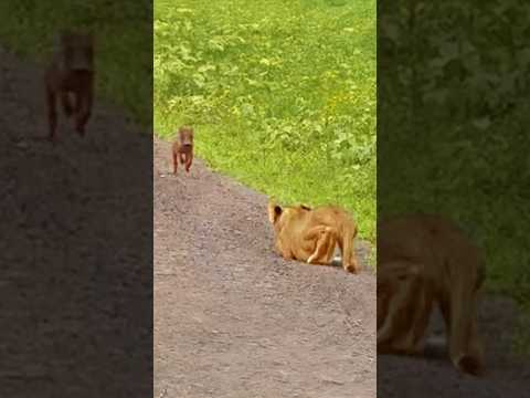 Baby Warthog Does the World's Best Side Step Past Lions