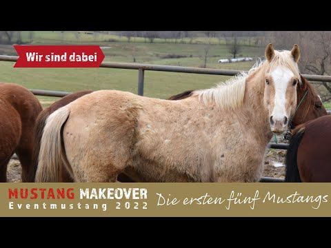 Mustang Makeover 2022 - Die ersten fünf Eventmustangs
