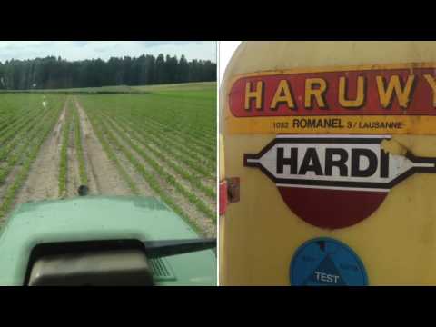 Zuckerrüben, letzte Splitt Spritzung