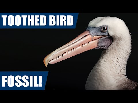 Fossil prep: I discovered a fossil bird with teeth! (Pelagornis?)